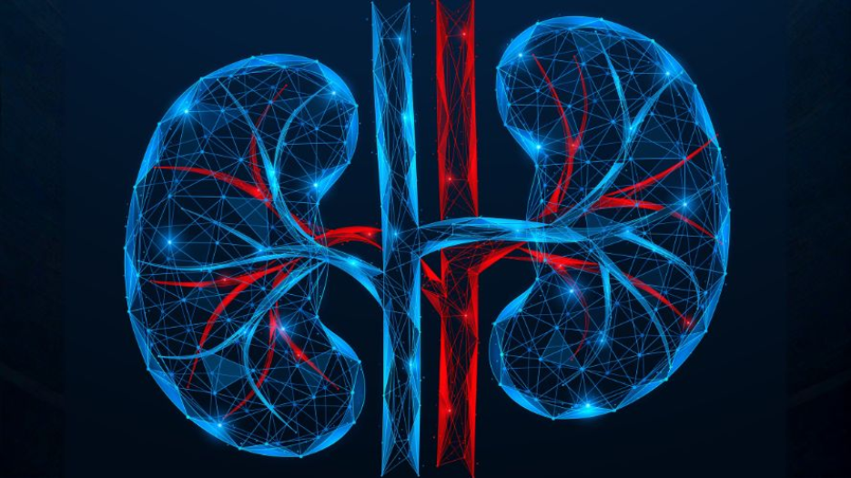 simplistic graphical illustration of kidneys